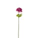 Fleur de renoncule en plastique mauve 10x10x53 cm Fleur de renoncule en plastique mauve 10x10x53 cm