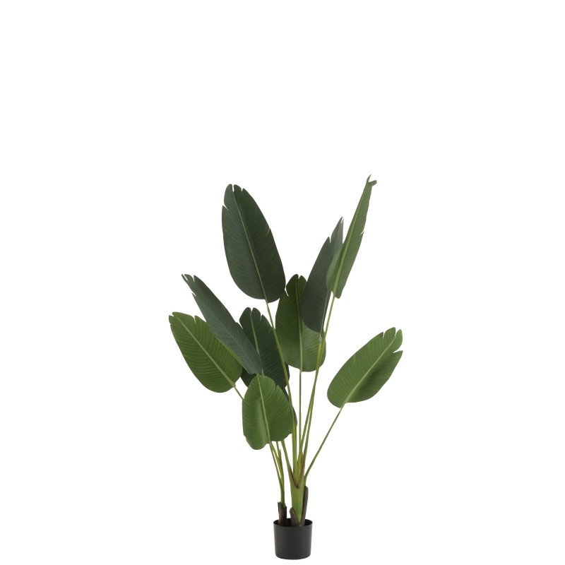 STRELITZIA PLASTIQUE VERT SMALL