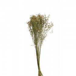 Fleurs sechées lin jaune naturel 70cm