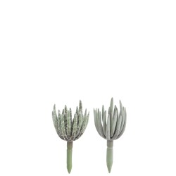 PLANTE GRASSE ECHEVERIA PLASTIQUE VERT SMALL ASSORTIMENT DE 2