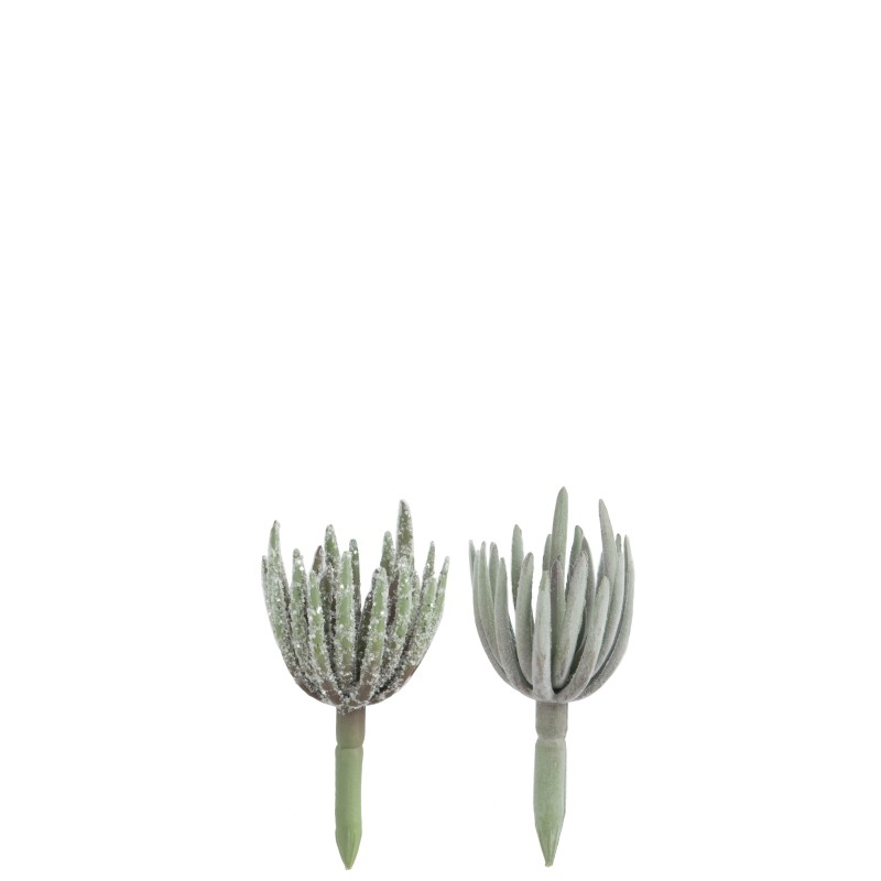 PLANTE GRASSE ECHEVERIA PLASTIQUE VERT SMALL ASSORTIMENT DE 2