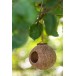 Nichoir en noix de coco naturel L12xl11xH21cm Nichoir en noix de coco naturel L12xl11xH21cm