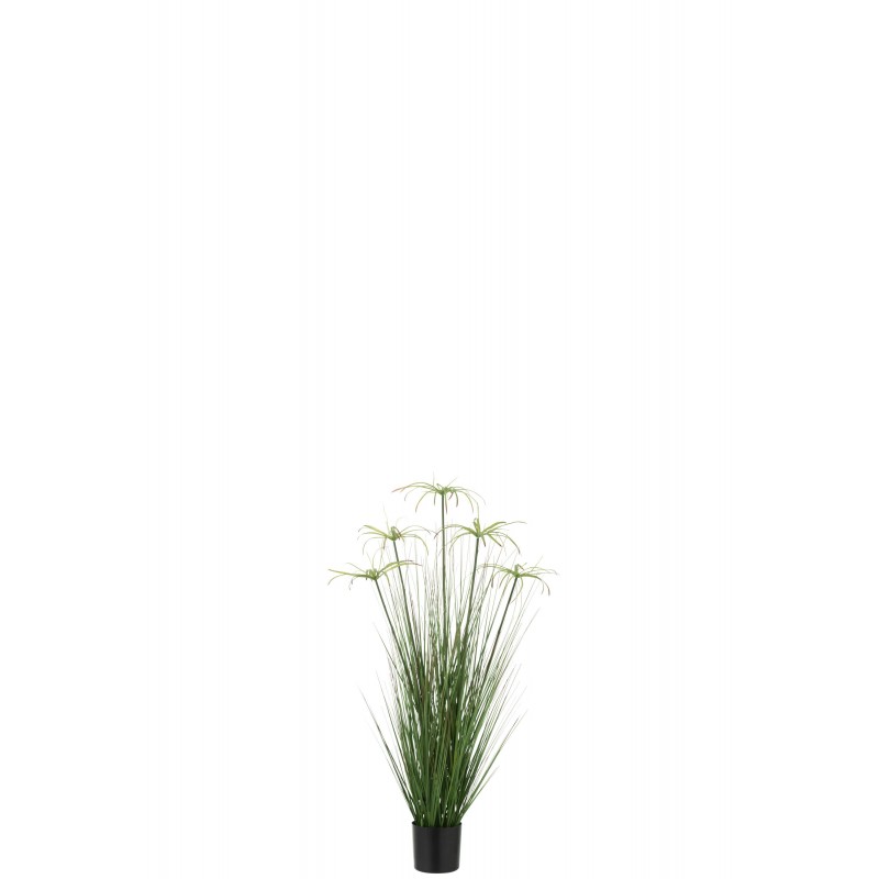 Cyperus alternifolius 5 têtes en pot en plastique vert 32x32x100 cm