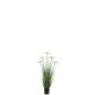 Cyperus alternifolius 5 têtes en pot en plastique vert 32x32x100 cm Cyperus alternifolius 5 têtes en pot en plastique vert 32x32x100 cm