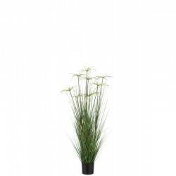 Cyperus alternifolius 8 têtes en pot en plastique vert 30x30x132 cm