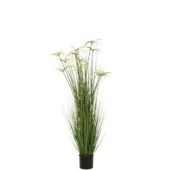 Cyperus alternifolius 11 têtes en pot en plastique vert 43x43x140 cm