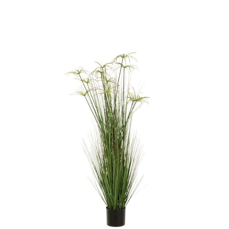 Cyperus alternifolius 11 têtes en pot en plastique vert 43x43x140 cm