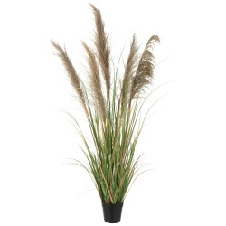 Herbe de pampas 5 têtes en pot en plastique vert 58x58x140 cm