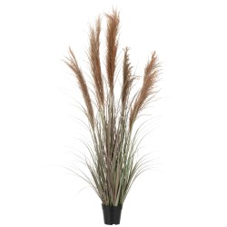 Hierba de las Pampas con 5 cabezas en maceta de plástico verde de 48x48x147 cm