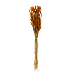 Bouquet de queue de lièvre séché en bois orange 77x12x3 cm