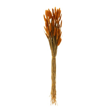 Bouquet de queue de lièvre séché en bois orange 77x12x3 cm