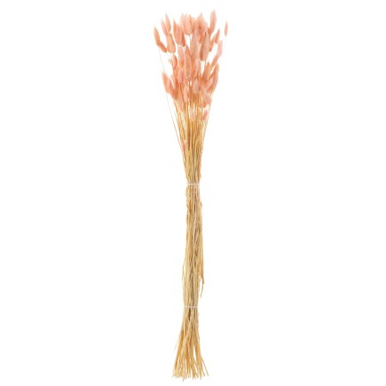 Bouquet de queue de lièvre séché en bois rose 82x15x3 cm