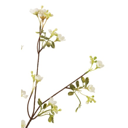 MYOSOTIS PLASTIQUE BLANC