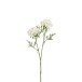 Scabieux en fleur artificiel en plastique blanc 23x7x43 cm Scabieux en fleur artificiel en plastique blanc 23x7x43 cm