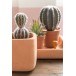 Cactus artificiel en pot 26x9x9 cm lot de 2 Cactus artificiel en pot 26x9x9 cm lot de 2