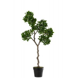 Higo chino ficus árbol en maceta plástico verde/negro Alt. 120 cm