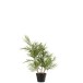 Palmeira em vaso de tecido verde 50x50x84 cm Palmeira em vaso de tecido verde 50x50x84 cm