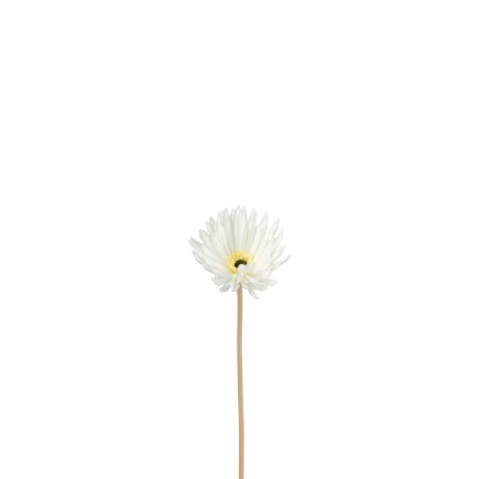 Gerbera en plastique blanc 23x10x10 cm