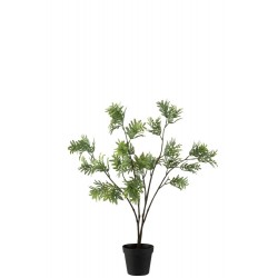 Mimosa dans pot en plastique vert 15x15x73 cm
