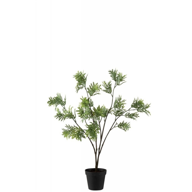 Mimosa dans pot en plastique vert 15x15x73 cm
