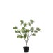 Mimosa dans pot en plastique vert 15x15x73 cm Mimosa dans pot en plastique vert 15x15x73 cm