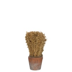 DRIED FLAX TERRACOT POT LT NAT