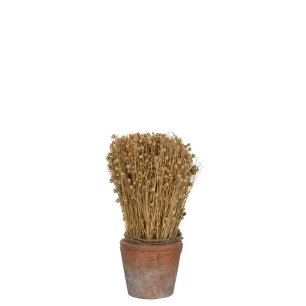 DRIED FLAX TERRACOT POT LT NAT