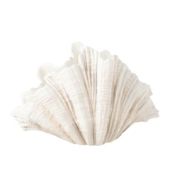 DECO VASE CLAM SHELL RES WH
