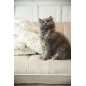 FAUTEUIL 3 PLACE LINA VELOUR/BOIS DE FRENE BEIGE FAUTEUIL 3 PLACE LINA VELOUR/BOIS DE FRENE BEIGE