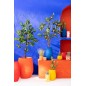 Macetero de cerámica rojo 21*18*23 cm