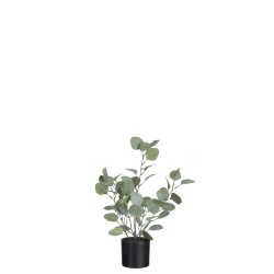 Eucalyptus dans pot en plastique vert 27x22x43 cm