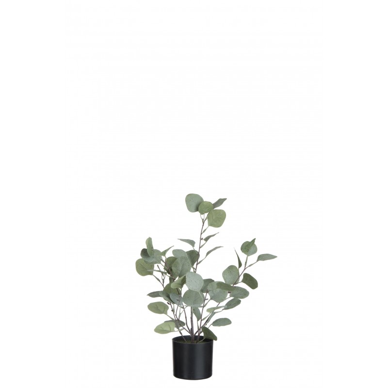 Eucalyptus dans pot en plastique vert 27x22x43 cm