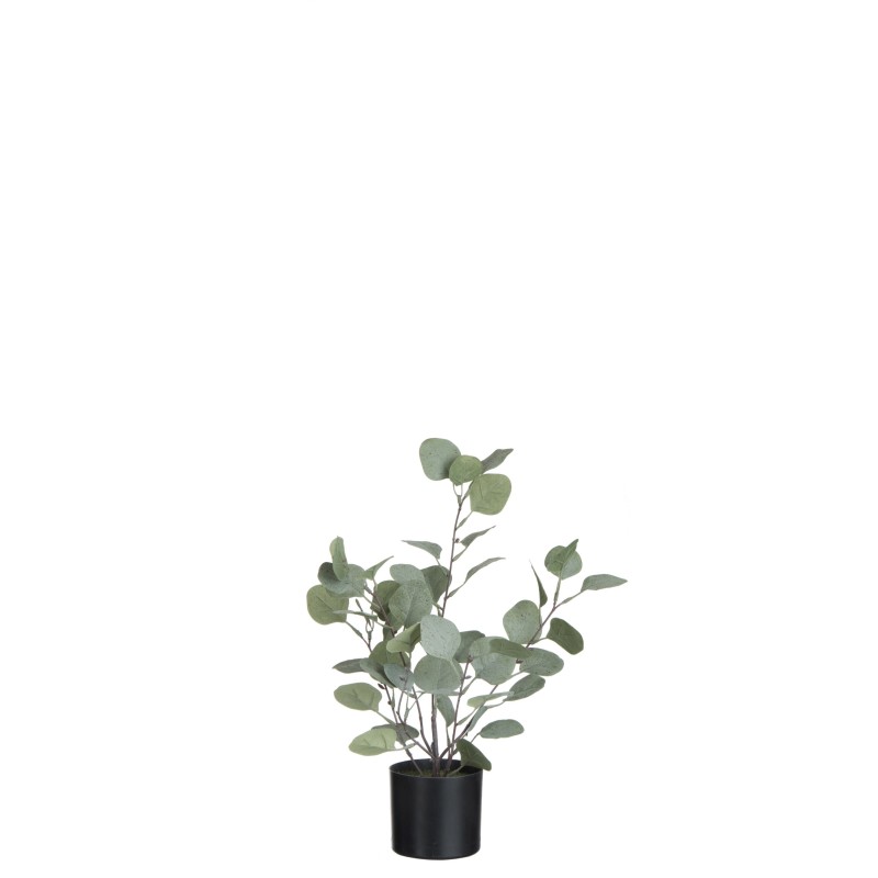 Eucalyptus dans pot en plastique vert 27x22x43 cm