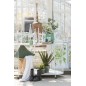 Eucalyptus dans pot en plastique vert 27x22x43 cm Eucalyptus dans pot en plastique vert 27x22x43 cm