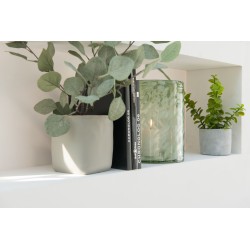 Eucalyptus dans pot en plastique vert 27x22x43 cm