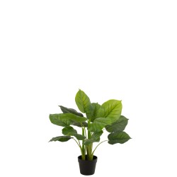 Pothos en pot en plastique vert 50x50x70 cm