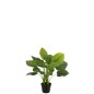 Pothos em vaso de plástico verde 50x50x70 cm Pothos em vaso de plástico verde 50x50x70 cm