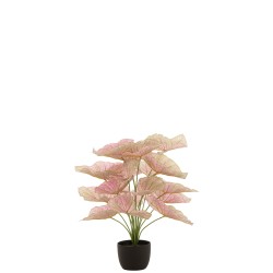 Caladium dans pot noir en plastique rose 25x25x57 cm