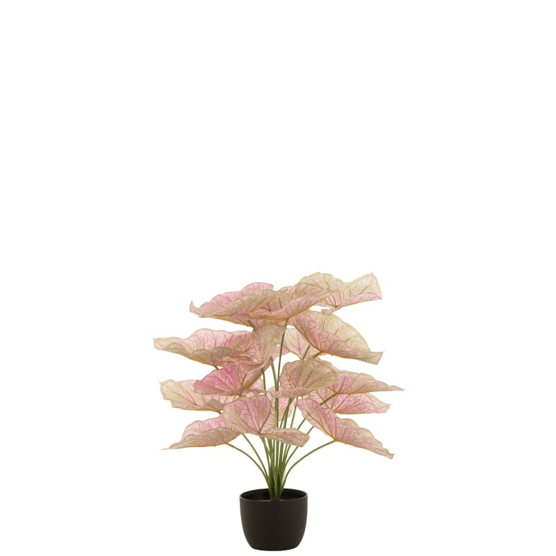 Caladium dans pot noir en plastique rose 25x25x57 cm Caladium dans pot noir en plastique rose 25x25x57 cm