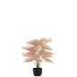 Caladium dans pot noir en plastique rose 25x25x57 cm Caladium dans pot noir en plastique rose 25x25x57 cm