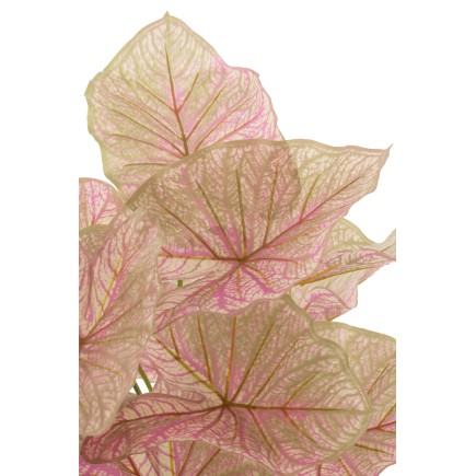 Caladium dans pot noir en plastique rose 25x25x57 cm