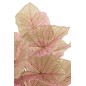 Caladium dans pot noir en plastique rose 25x25x57 cm Caladium dans pot noir en plastique rose 25x25x57 cm