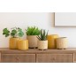 Conjunto de 3 plantas suculentas de plástico blanco - verde 11.5x11.5x21 cm