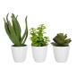Conjunto de 3 plantas suculentas de plástico blanco - verde 11.5x11.5x21 cm