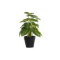 Plante décorative DKD Home Decor Noir Vert PVC polypropylène 20 x 20 x 30 cm