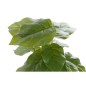 Plante décorative DKD Home Decor Noir Vert PVC polypropylène 20 x 20 x 30 cm