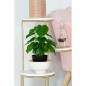 Plante décorative DKD Home Decor Noir Vert PVC polypropylène 20 x 20 x 30 cm