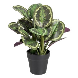 Plante décorative 37 x 37 x 41 cm Vert PVC