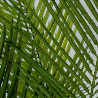 Planta Decorativa Alexandra House Living Plástico Palmera 180 cm