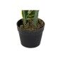 Plante décorative DKD Home Decor Polyéthylène Vert 40 x 40 x 120 cm Urbaine